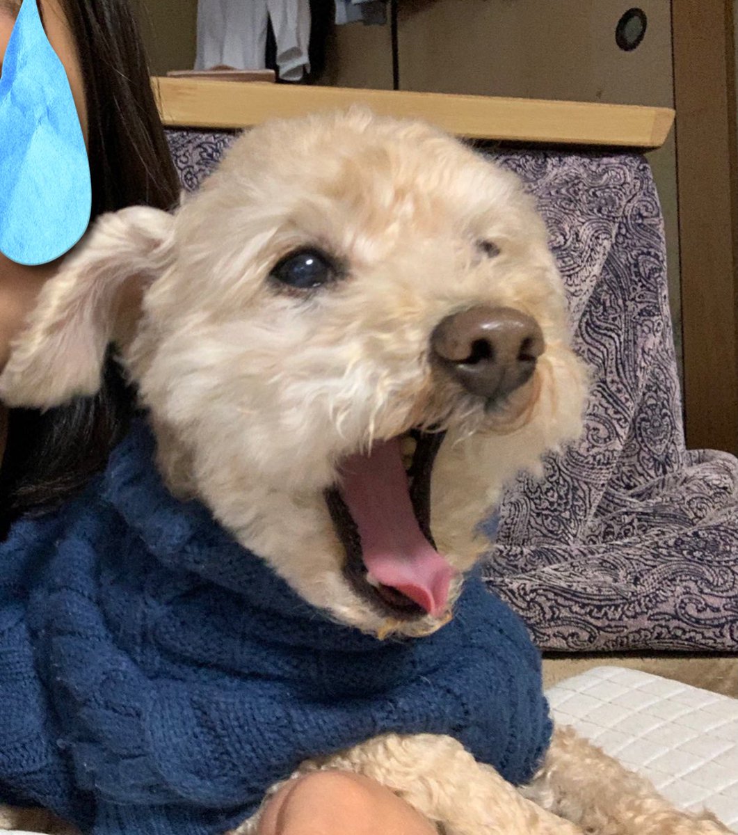 おっきなあくび😂
今年のお正月はみんな家に居てるからコタツで昼寝三昧だね〜😊
#トイプードル
#今月で12歳
#可愛い
#犬のいる暮らし
