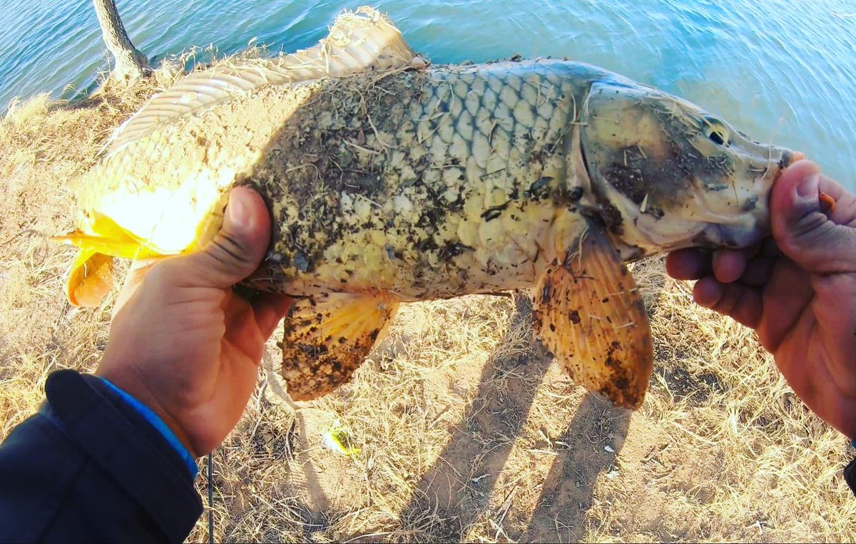 Has this happened to anyone else before? I was completely mind blown 🤯 
I just recently uploaded a video containing this catch so please go check it out and please subscribe to my channel youtu.be/5_R1mEiZQ0Y #bassfishing #carpfishing #fishing #dobynsrods #zmanjackhammer