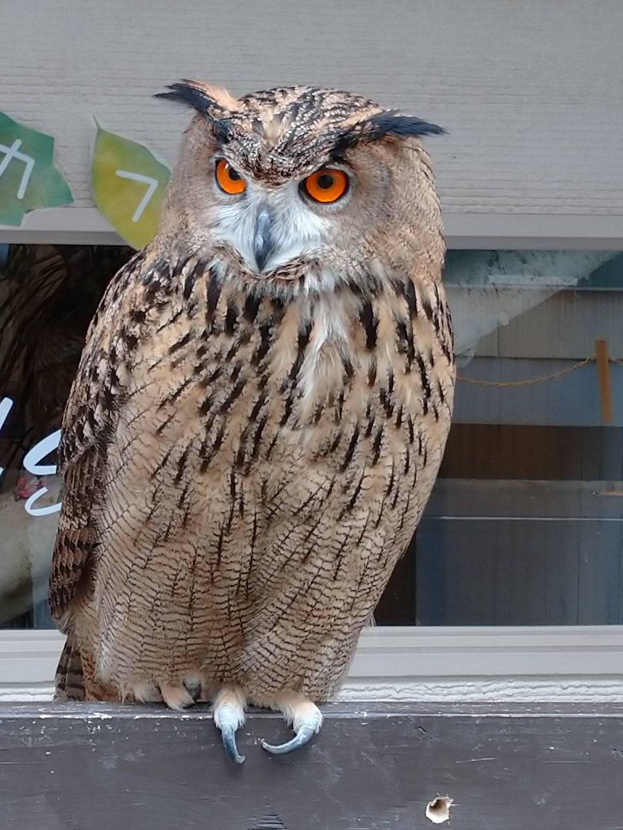 みみずく みみずく