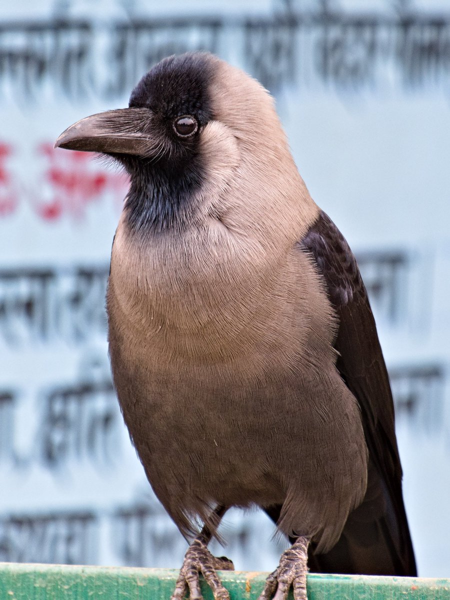 It's one of the most intelligent bird, having most adaptability, having most useful beak, most social bird & sadly most underrated bird also. It's a House Crow.
#IndiAves #IndiWild #birding #BirdTwitter #birds #wildlife #nature #ThePhotoHour #NaturePhotography @Avibase @goldsant https://t.co/S9tmFu9aOB