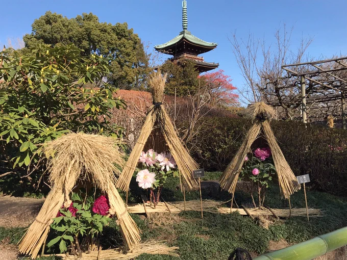 上野お散歩してきた。
東照宮のぼたん苑良かった〜 