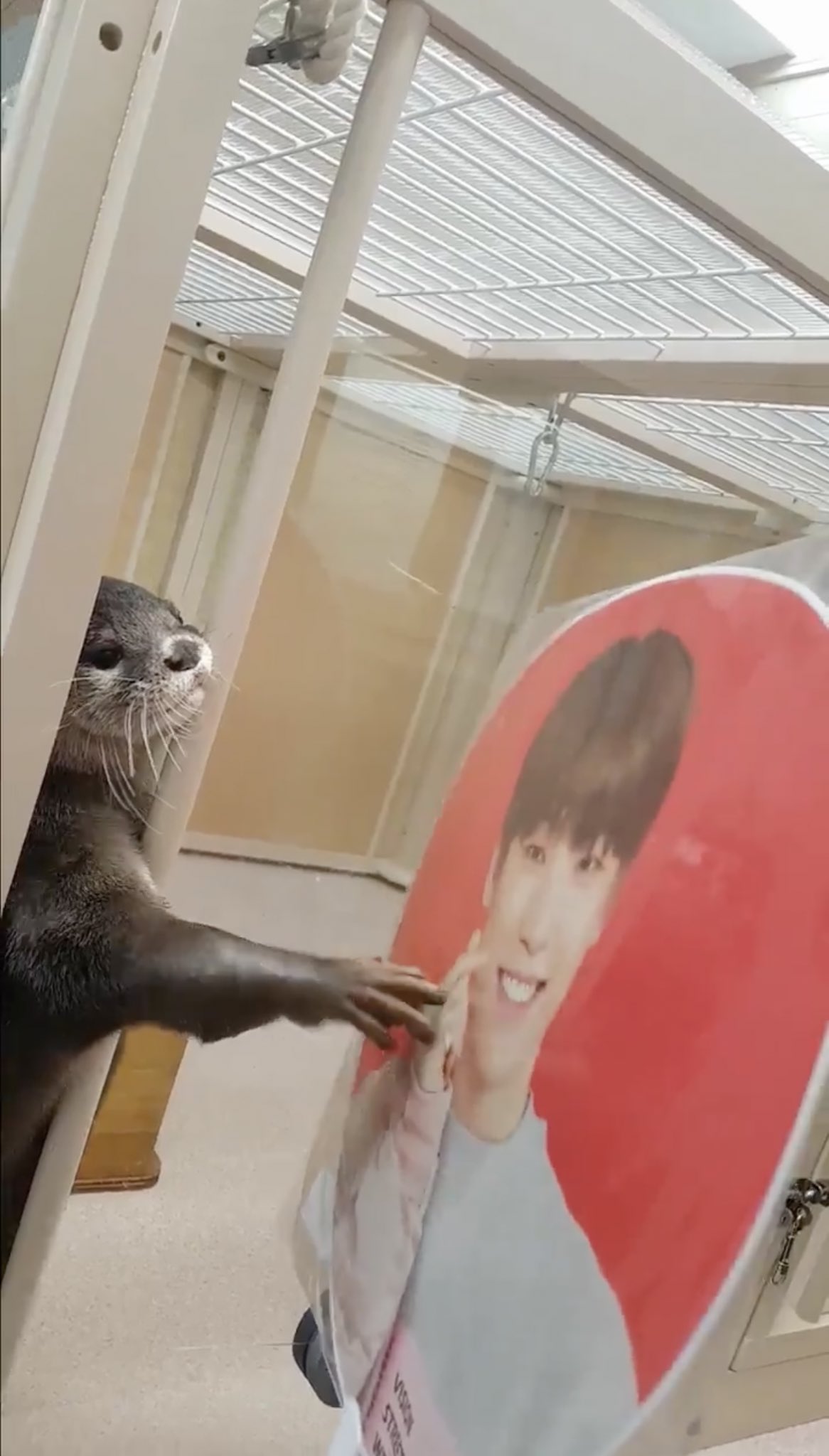 Dino tter On Twitter https t co 1kzswVLoUR Twitter