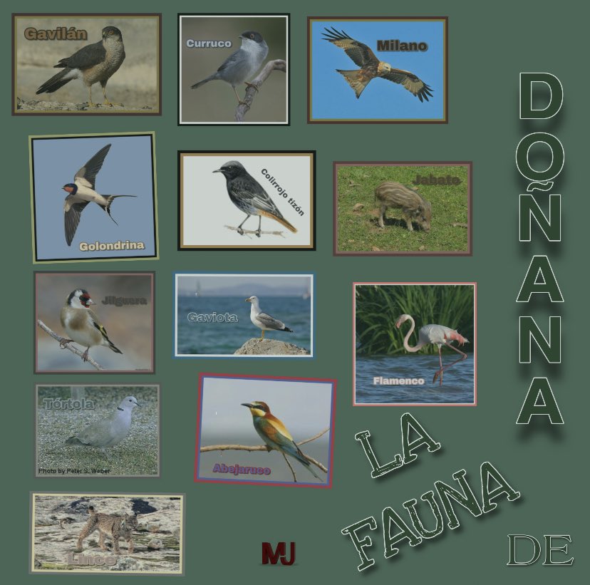 tuMigueJiSFC's tweet photo. ¡¡¡Buenos días con energía y alegría!!! En marchaaaa y feliz domingo. @MejorPlaya @AsocParqueDunar
#DiseñosGráficosMJ #LaFaunaDeDoñana #Milano #Curruco #Gaviota #Golondrina #Lince #Jilguera #Jabato #Gavilán #ColirrojoTizón #Flamenco #Tórtola https://t.co/UKct3fNg6t