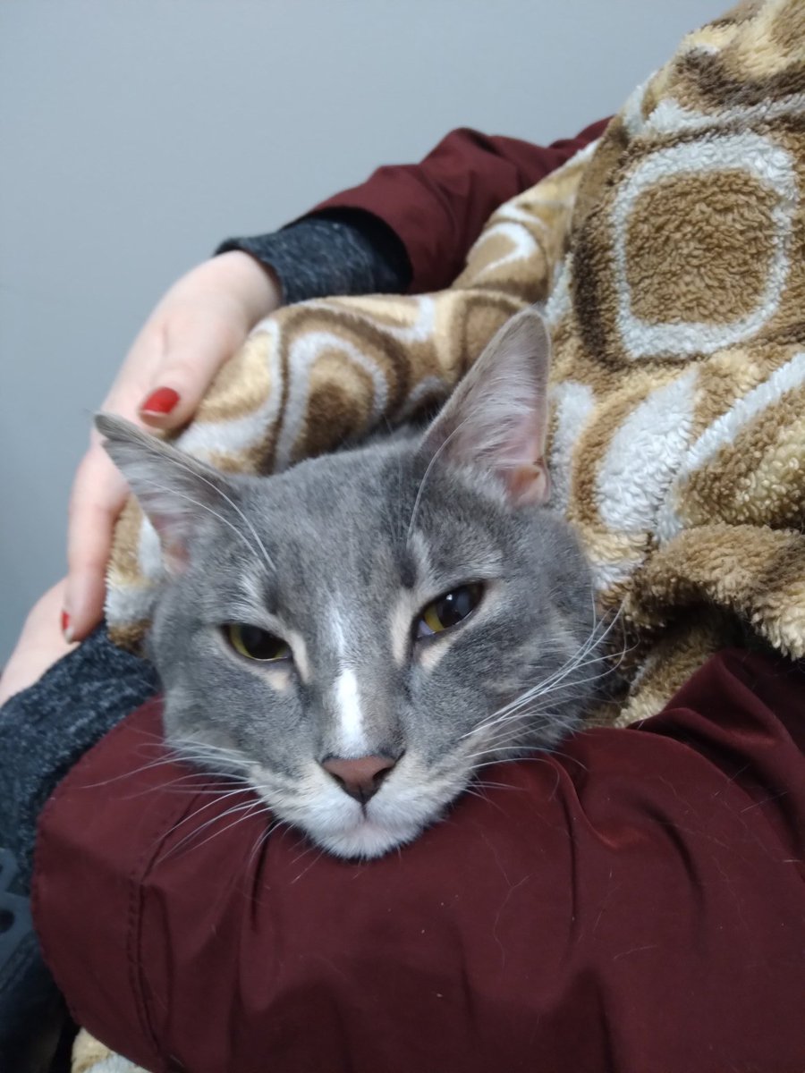 Warrior has crossed the rainbow bridge and I am lost in grief. :( He lost the battle with his lifelong urinary disease, and I cannot fathom my life without my baby boy. Thank you to all who have followed him and shown him love. ♡ RIP my little one. ♡