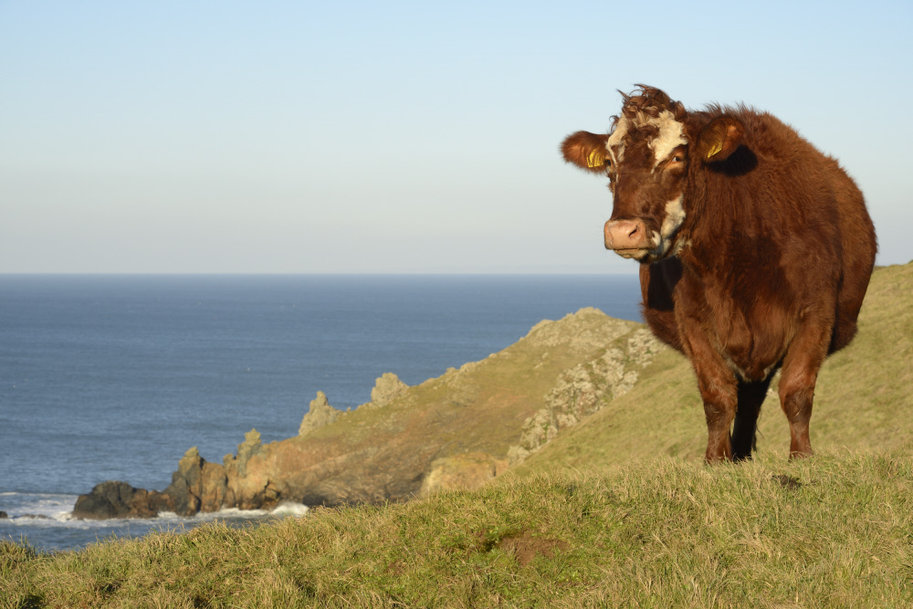 Have you decided on you New Year's resolution yet?

It can be a grand gesture or something simple, but  you can't go wrong with aiming to spend more time in nature in 2021, if you can.