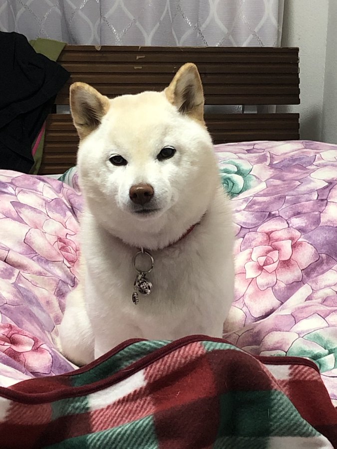 正月だから夜更かししてたら愛犬に怒られたエピソードがかわいい Fundo