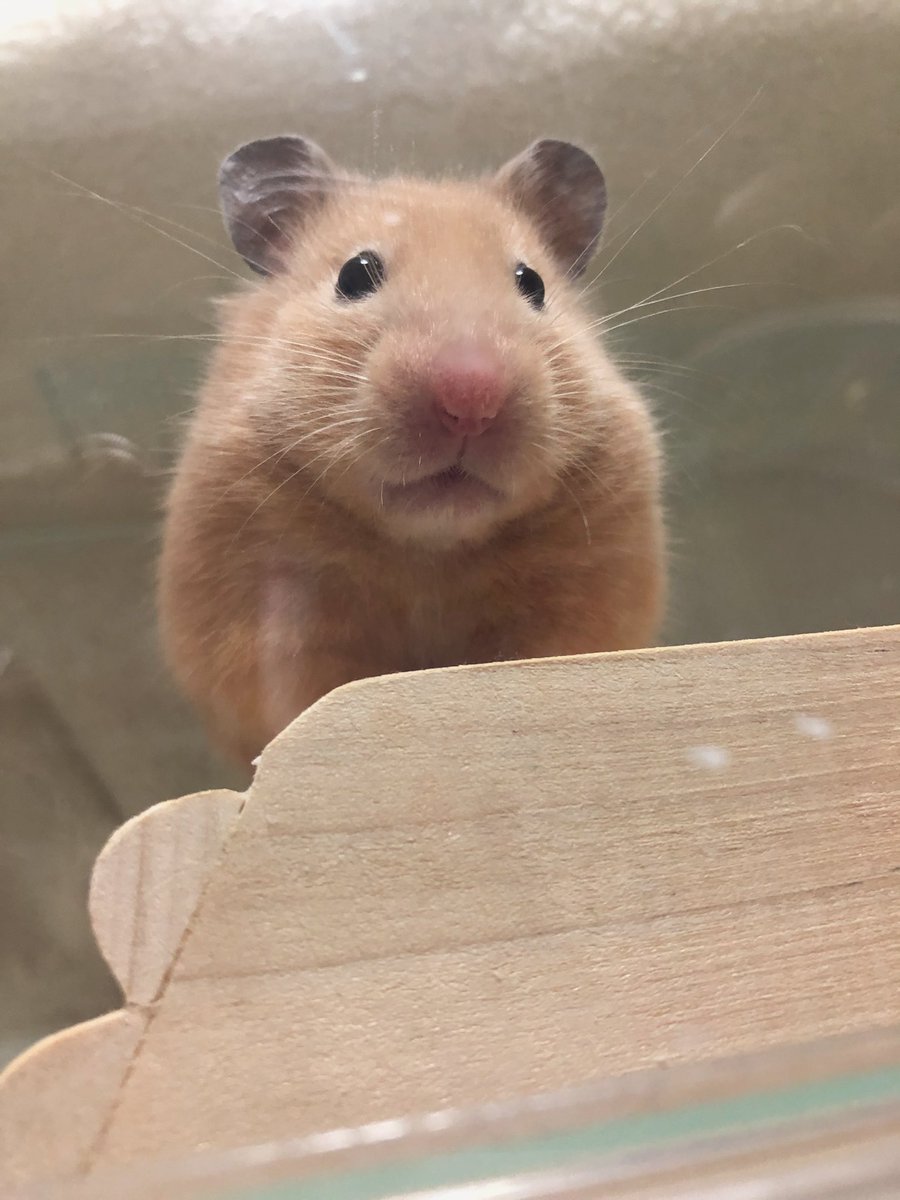ももこ 人に見下されるのは嫌だけど ハムスターに見下されるのは悪くない 人間なんてミミズ以下だな とか言いながら顔面 踏んで欲しい ももこ 人に見下されるのは嫌だけど ハムスターに見下されるのは悪くない 人間なんてミミズ以下だな とか言いながら顔面 踏んで欲しい