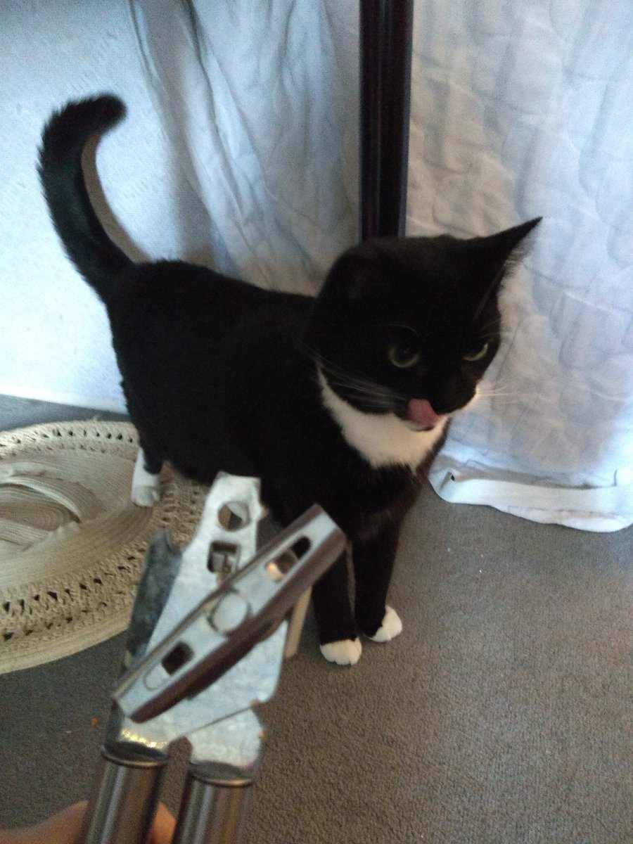 scattermoon's tweet photo. You're not getting any tuna until you figure out how to open the can yourself https://t.co/VK3IU6lxF3