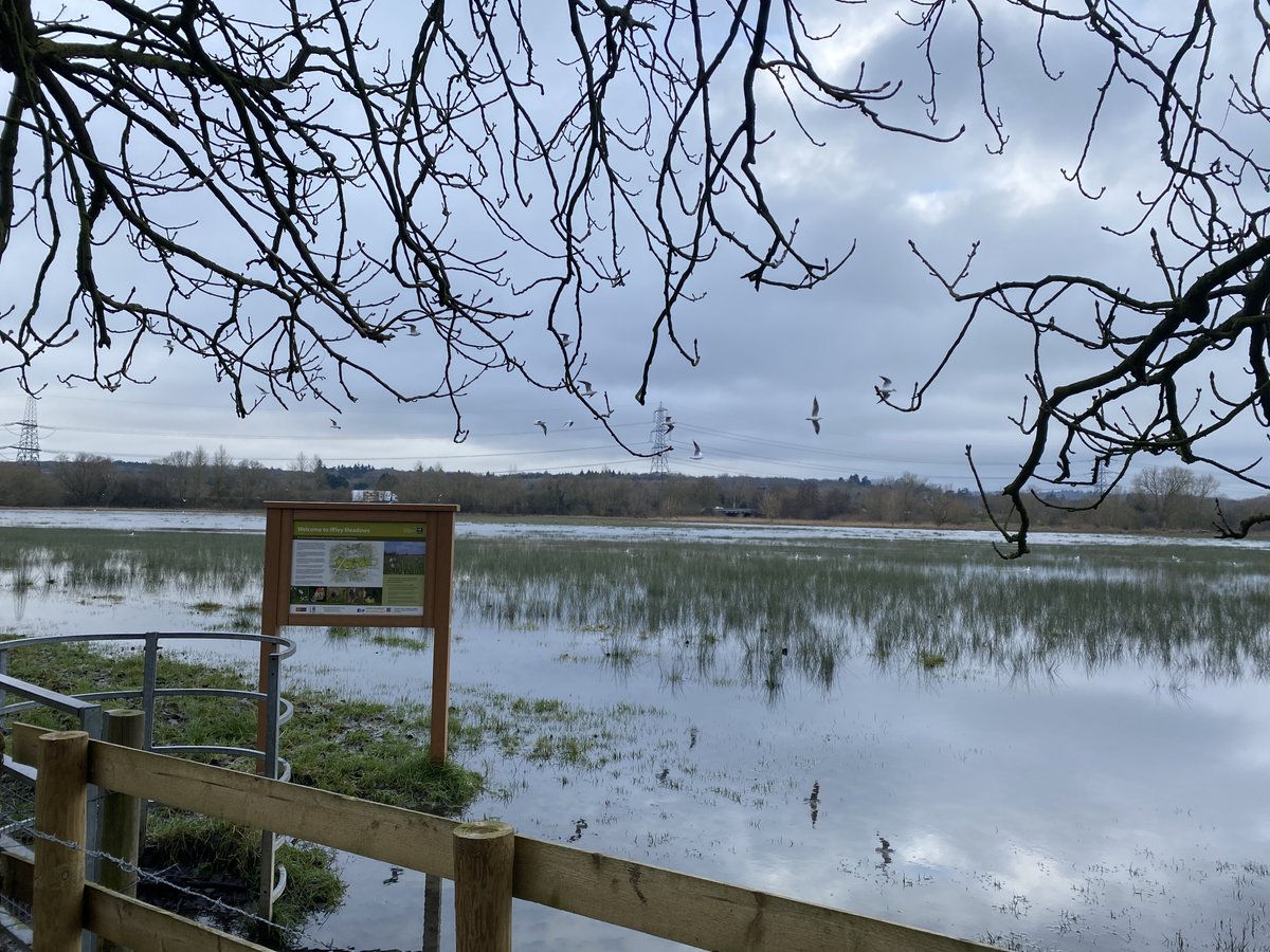 12DaysWild day 10 - gentle bike ride to have a look at the river, now the floods have receded a bit #IffleyLock #IffleyMeadows