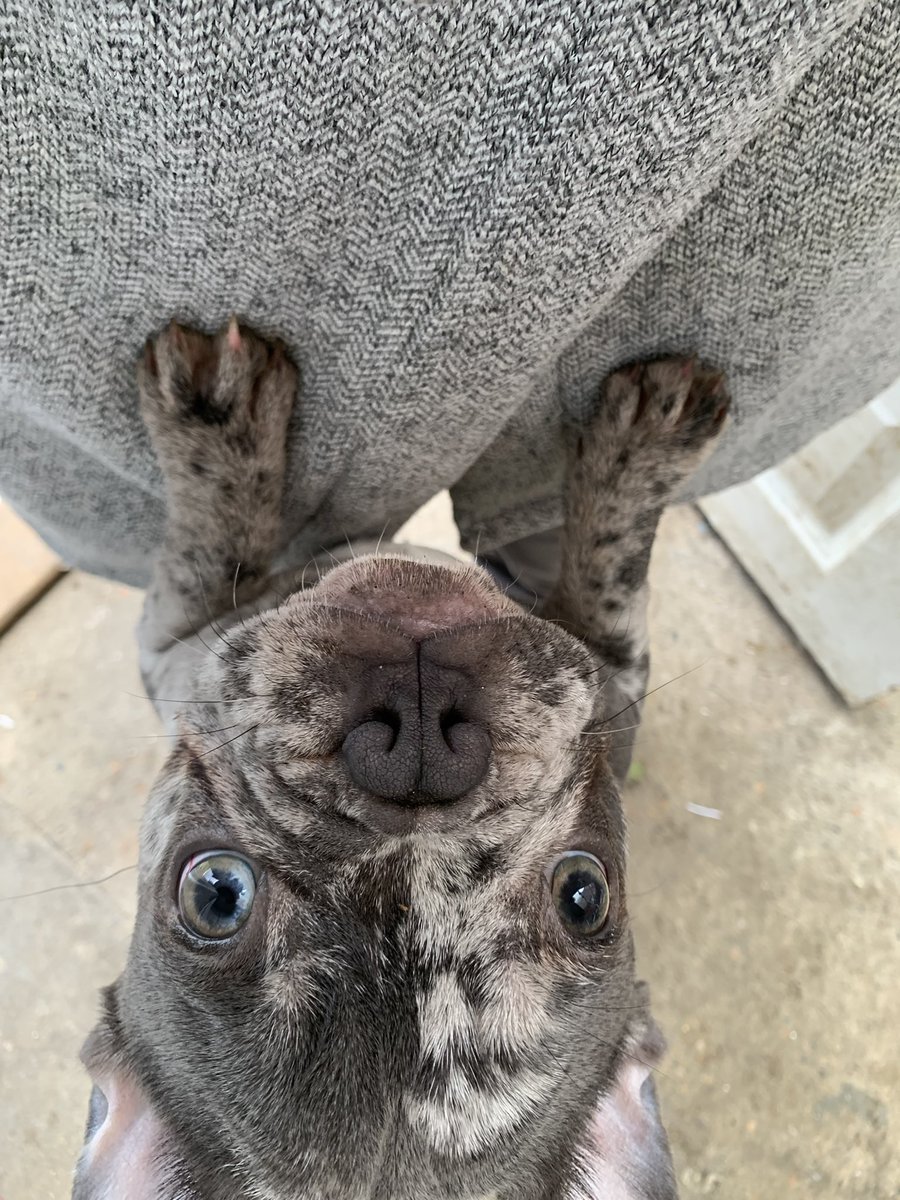 BabyBoyNoNameY1's tweet photo. Pleaseeeee pick me 🆙 #sheshome #needcuddles #frenchies #cuteboss 🤍🐾 https://t.co/Bnaj8WpqTU