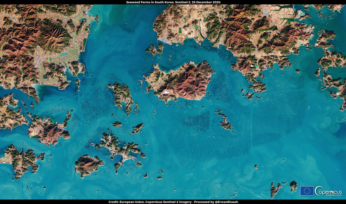 #ImageOfTheDay

Seaweed farming 🌊🌾is a carbon negative crop, with a high potential for #ClimateChange mitigation and for food, animal feed &amp; biomaterials production

⬇️Extensive seaweed farming in the South Jeolla Province, #SouthKorea 🇰🇷

#Sentinel2 🇪🇺🛰️image by <a href="/ErwanRivault/">Erwan Rivault</a>