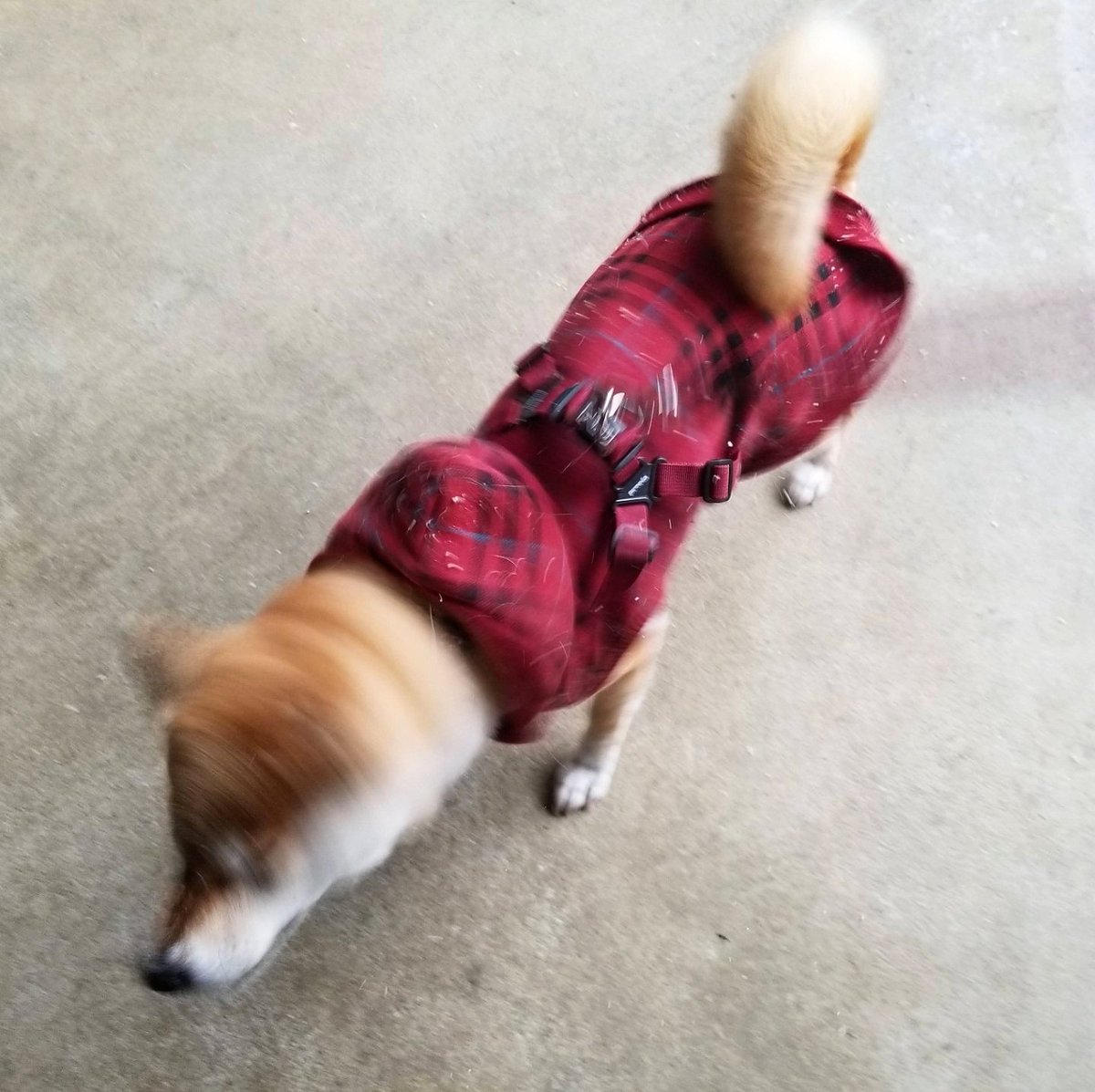どんどん雪に突き刺さっていく犬が可愛い 犬ドリル の写真を永遠集めてみた Togetter どんどん雪に突き刺さっていく犬が可愛い 犬ドリル の写真を永遠集めてみた Togetter