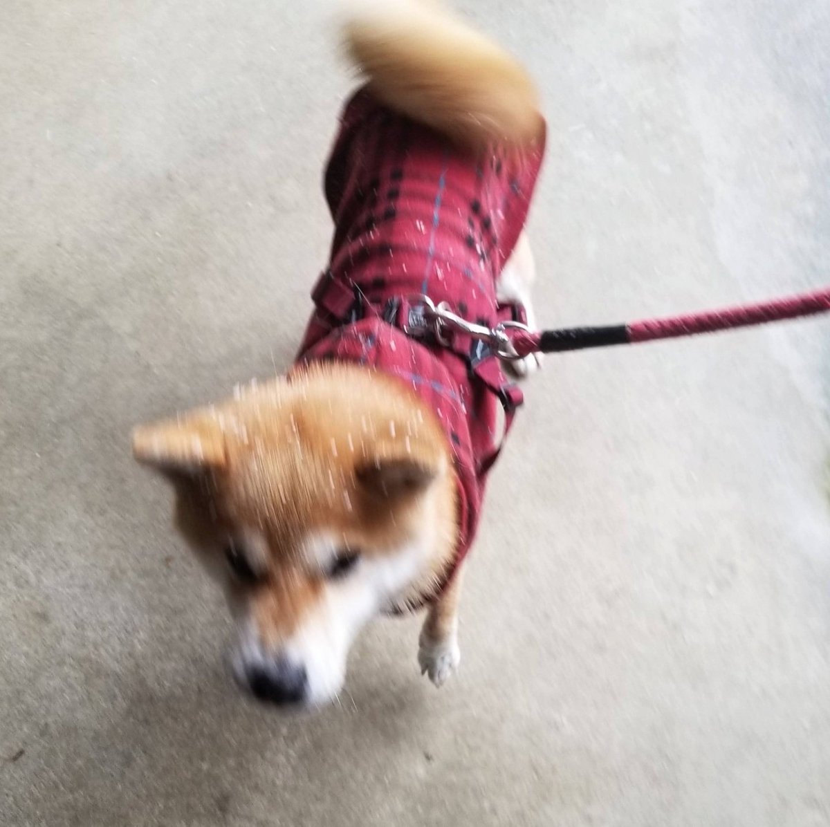 どんどん雪に突き刺さっていく犬が可愛い 犬ドリル の写真を永遠集めてみた Togetter どんどん雪に突き刺さっていく犬が可愛い 犬ドリル の写真を永遠集めてみた Togetter