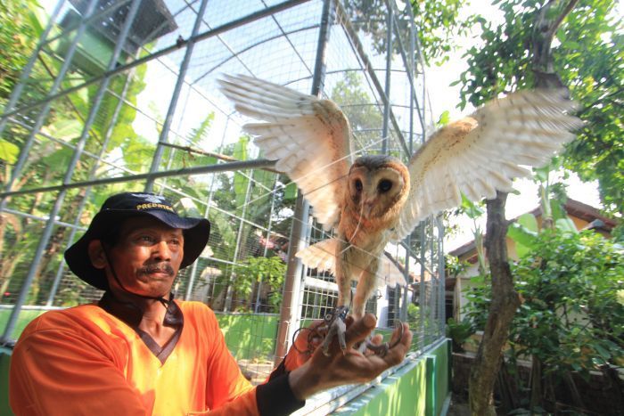 IMDermayu's tweet photo. PETANI INDRAMAYU SUKSES MANFAATKAN BURUNG HANTU ATASI HAMA TIKUS SAWAH https://t.co/QnUARjN5OU https://t.co/r3pnJCJOTu