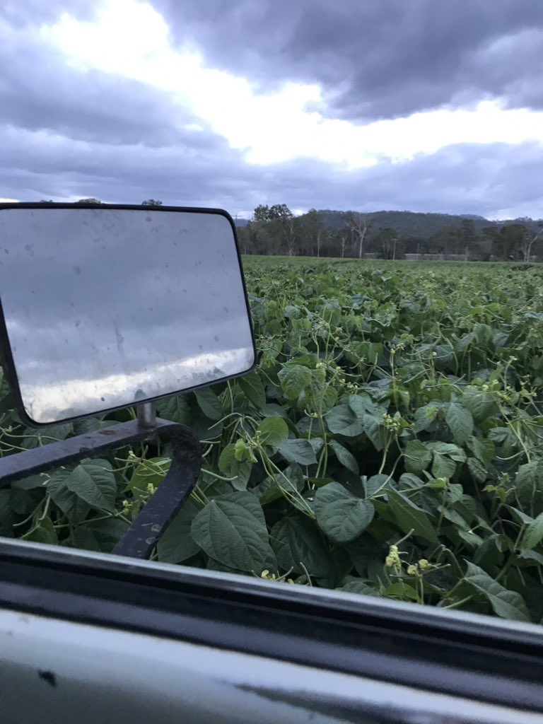 Mungbeans going off can count the critters from the cab @PaulMacAHRI_PUL @onthepulseAUS