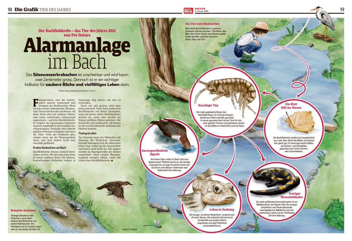 Jedes Jahr ein Herzensprojekt: das #tierdesjahres von <a href="/pro_natura/">pro-natura</a>. Für 2021 der #bachflohkrebs #gammarus Ein Indikator für saubere Bäche. Gezeichnet und geschrieben für ⁦<a href="/Sonntags_Blick/">SonntagsBlick</a>⁩ #illustration #infographics