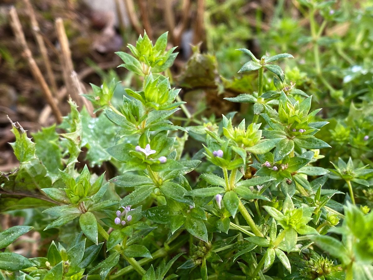 Perhaps the most inconspicuous flowers were the tiny lilac blooms of field madder (Sherardia arvensis), which we found in a stubble field. So tiny were they I apparently couldn’t focus on them...  #NewYearPlantHunt