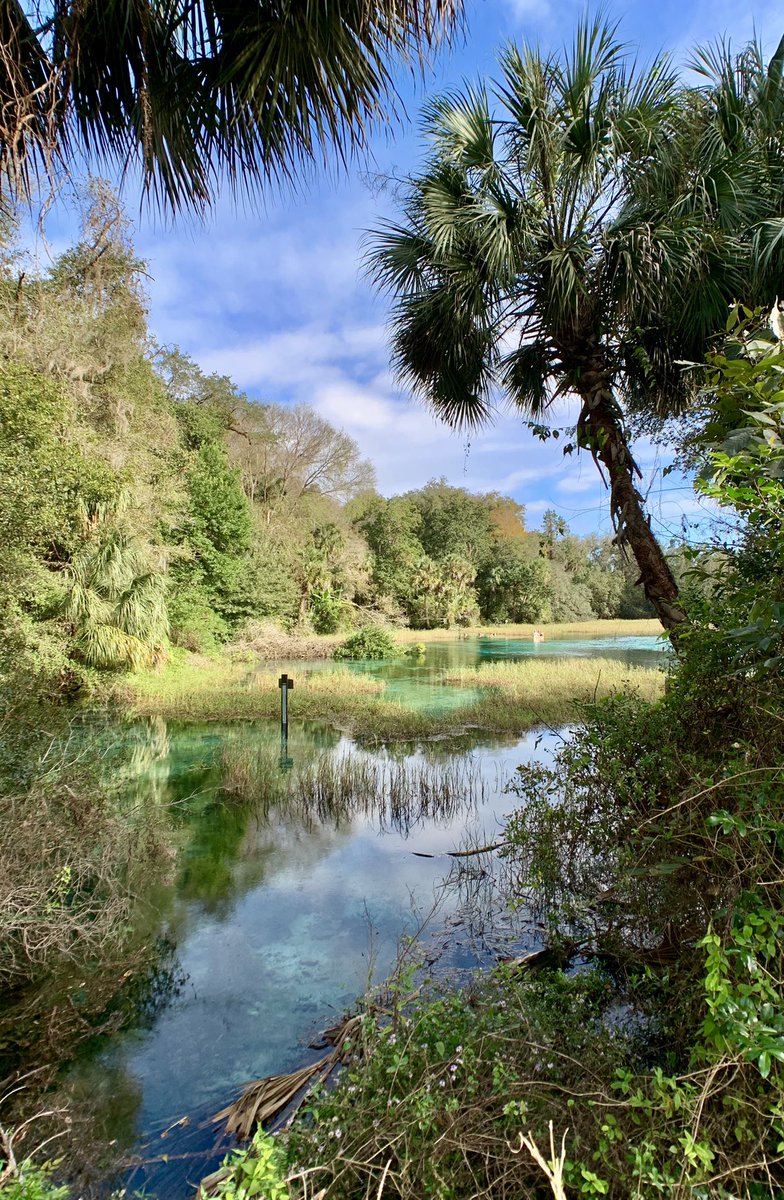 “A river starts by longing for the ocean...”
- Will Advise 

Please click to view. 

#PhotoOfTheDay #river #Florida #RainbowRiver #nature #springs #RainbowSpringsStatePark #goals