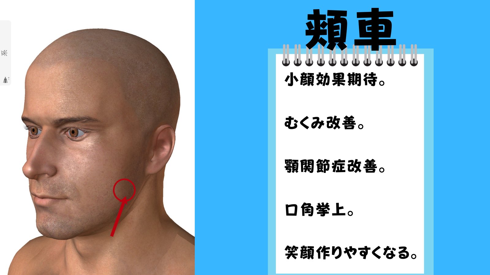 ダイエット豆知識パラダイス On Twitter 押すだけで小顔になれるツボ 頬車 キョウシャ フェイスラインのたるみや贅肉の解消に効果的 エラの角の部分から1cm位下にある 上廉泉 カミレンセン 顎の真下の凹んだ部分にある 首のたるみや二重あごの解消に