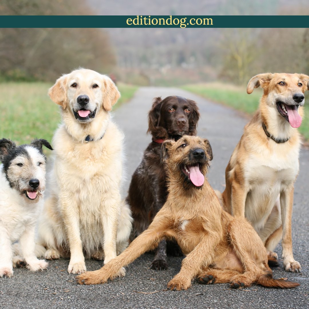 “Did you know that there are over 300 words for love in canine?” 

editiondog.com