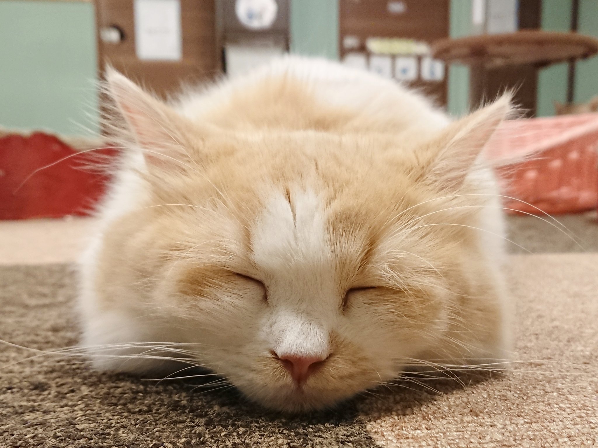 猫カフェ 猫日和 Neko Biyori Ayu Twitter