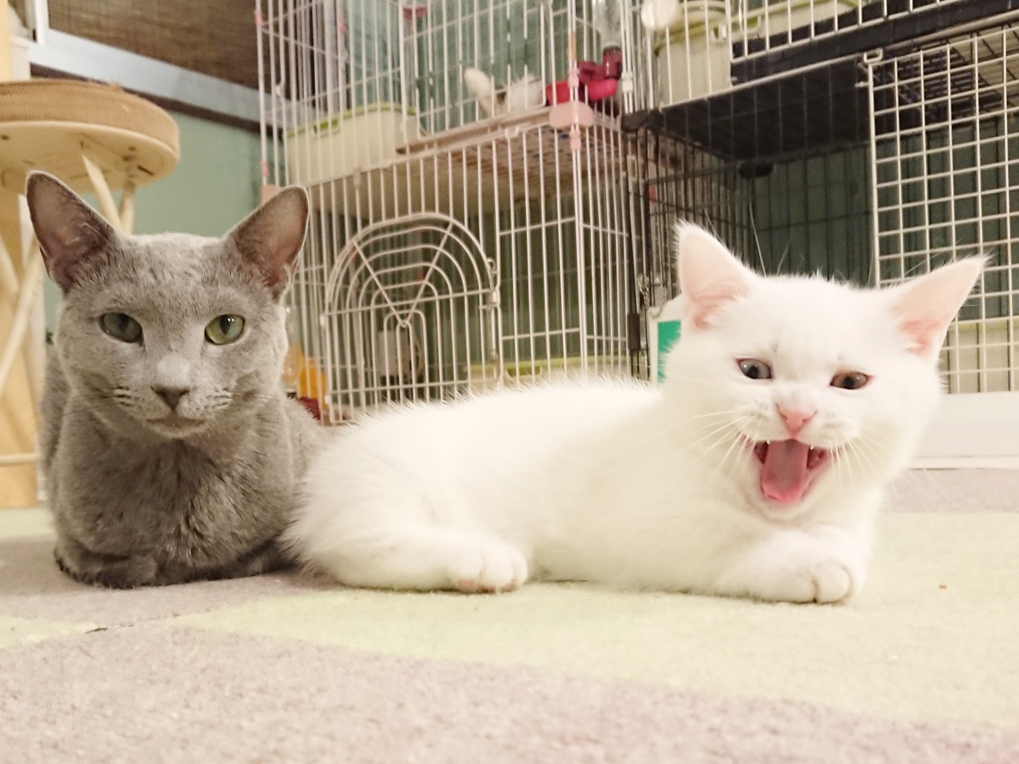 猫カフェ 猫日和 Neko Biyori Ayu Twitter
