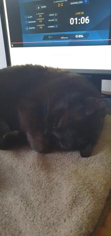 The Cat Collective tweet media