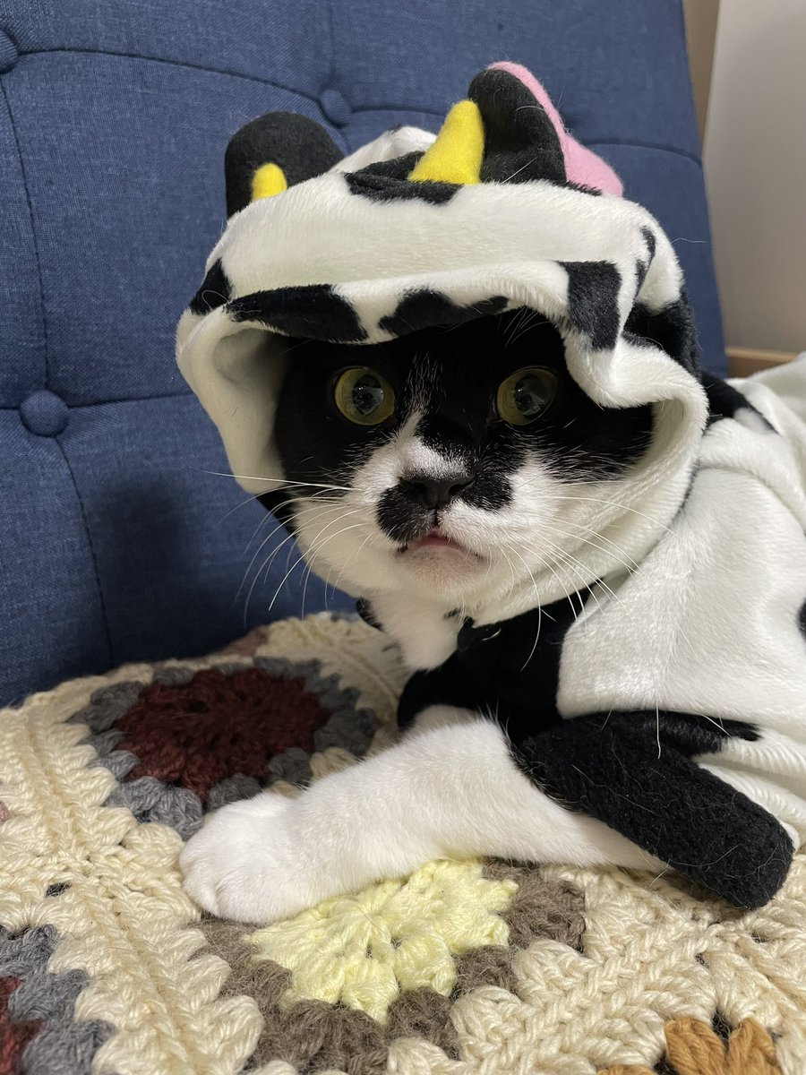 正月コスプレ 正月コスプレ