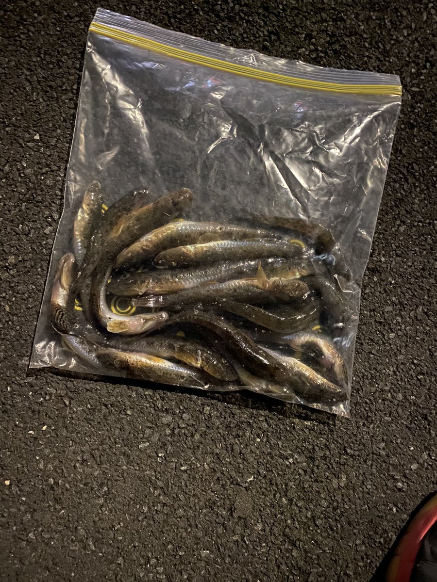 ミャク釣り ミャク釣り