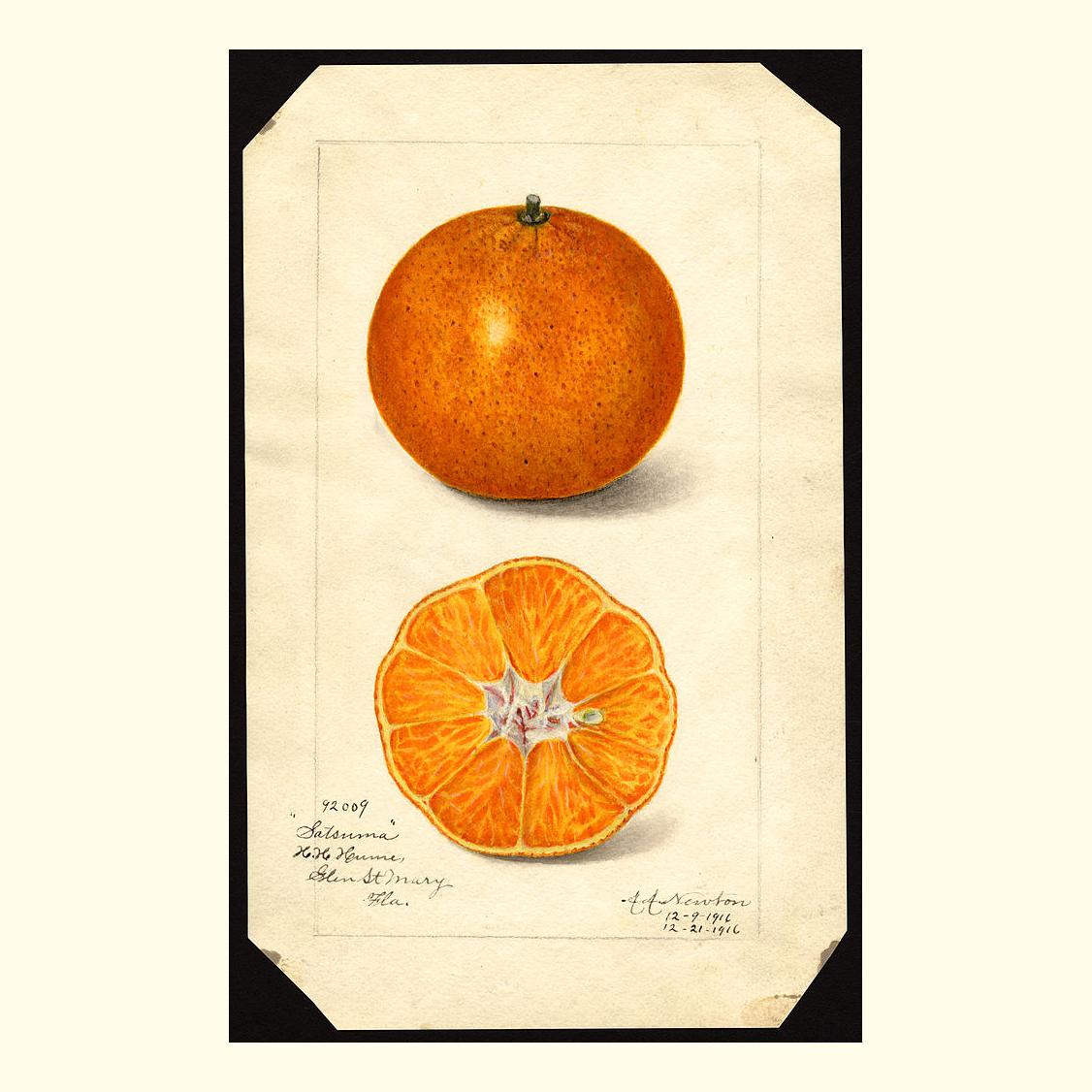 pomological's tweet photo. satsuma oranges, painted by amanda almira newton, 1916 https://t.co/gsygETjWrZ