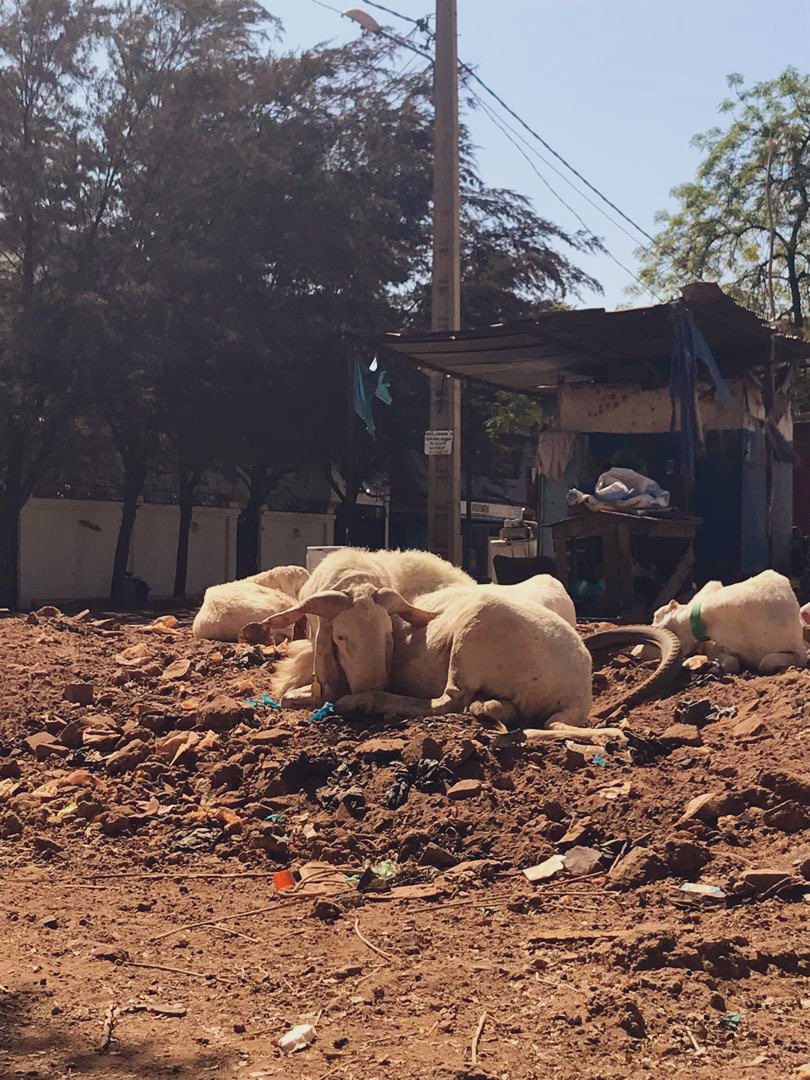 MadeleineFCDO's tweet photo. The big dog of the neighbourhood. I’ve wanted to snap him for some time, but he is always surrounded by doting ladies. Caught him having some me time and a nap #SheepGoals https://t.co/ZedkPEyJQk