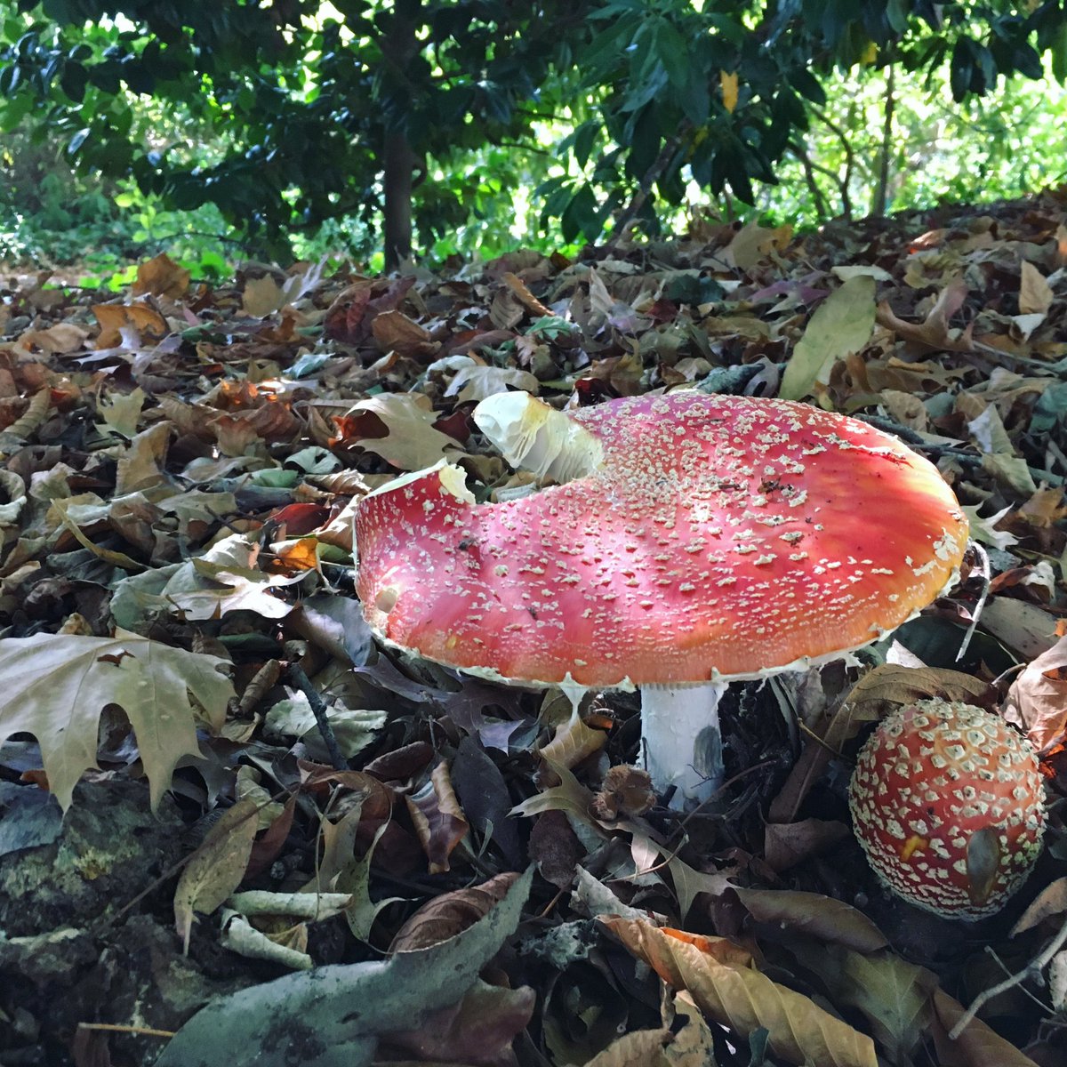 ট ইট র ケント 誰やこの毒キノコみたいなんちょっとかじった奴笑 きのこ キノコ マリオ 毒 毒キノコ 食べて痩せる うまい 赤 レシピ 日陰 落ち葉 メルボルン メルボルン生活 オーストラリア オーストラリア生活 Mushrooms Mushroom Mario ট ইট র ケント 誰やこの毒キノコみたいなんちょっとかじった奴笑 きのこ キノコ マリオ 毒 毒キノコ 食べて痩せる うまい 赤 レシピ 日陰 落ち葉 メルボルン メルボルン生活 オーストラリア オーストラリア生活 Mushrooms Mushroom Mario