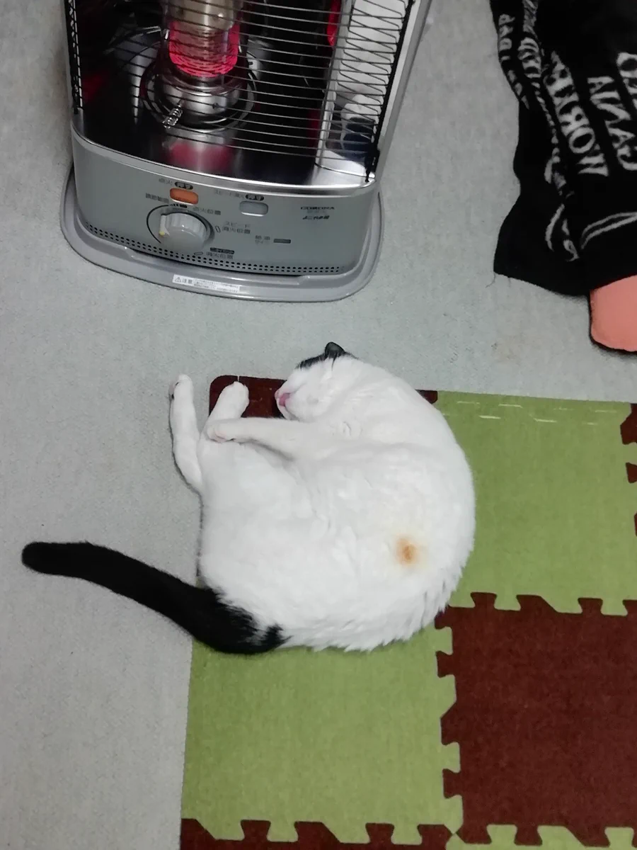 猫が焦げた！？寒いからと電気ストーブに近づきすぎた猫の結末に驚き！！