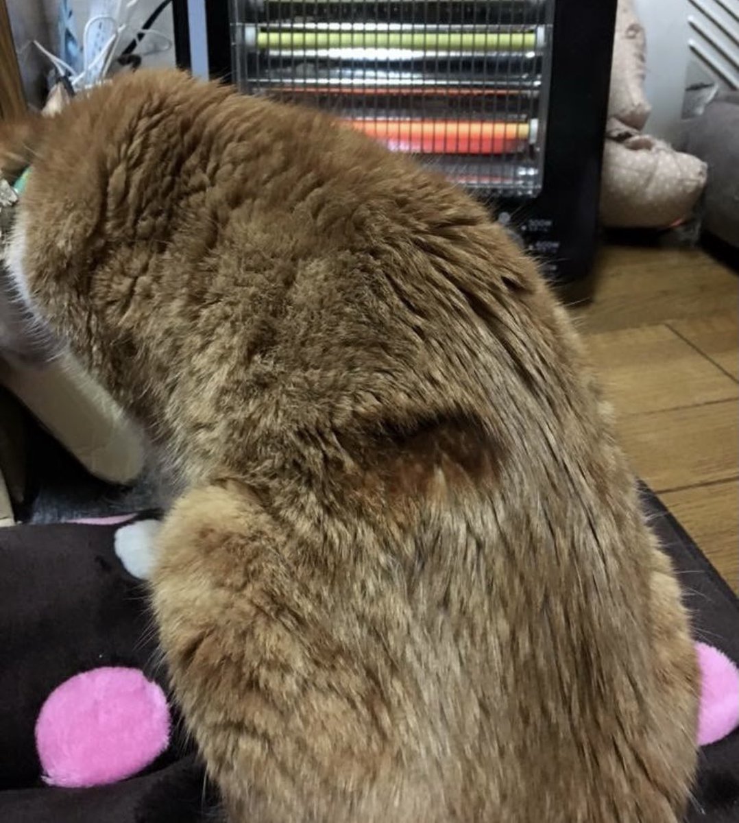 飼い主注意】電気ストーブに近付きすぎたネコチャンが焦げてしまう事例