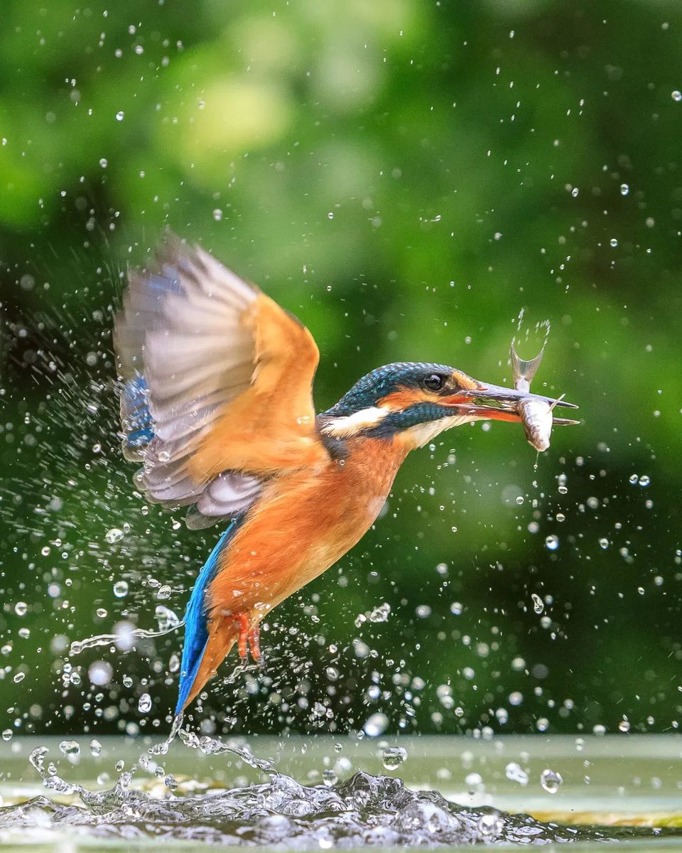 Post-lockdown crowds partied on Hackney Marshes and swam in the River Lea last summer. The fear was they would drive away the kingfishers and a pair of nesting Little Owls. Residents have seen kingfishers again over the New Year. No sightings of Little Owls yet. #respectwildlife