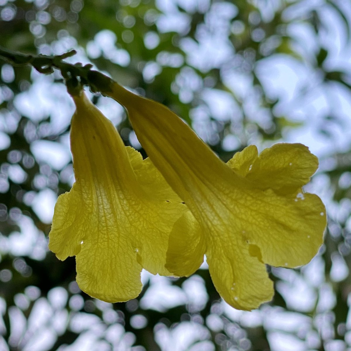 S_Sivakumar's tweet photo. #BacksideBeauty #HomeGarden https://t.co/GIMf5BMSnk