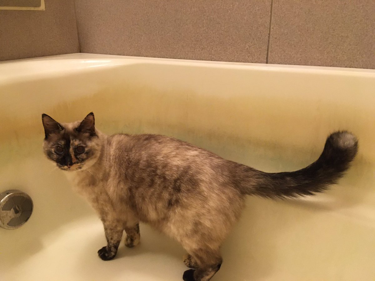 飼い主注意 電気ストーブに近付きすぎたネコチャンが焦げてしまう事例が発生してしまう Togetter 飼い主注意 電気ストーブに近付きすぎたネコチャンが焦げてしまう事例が発生してしまう Togetter