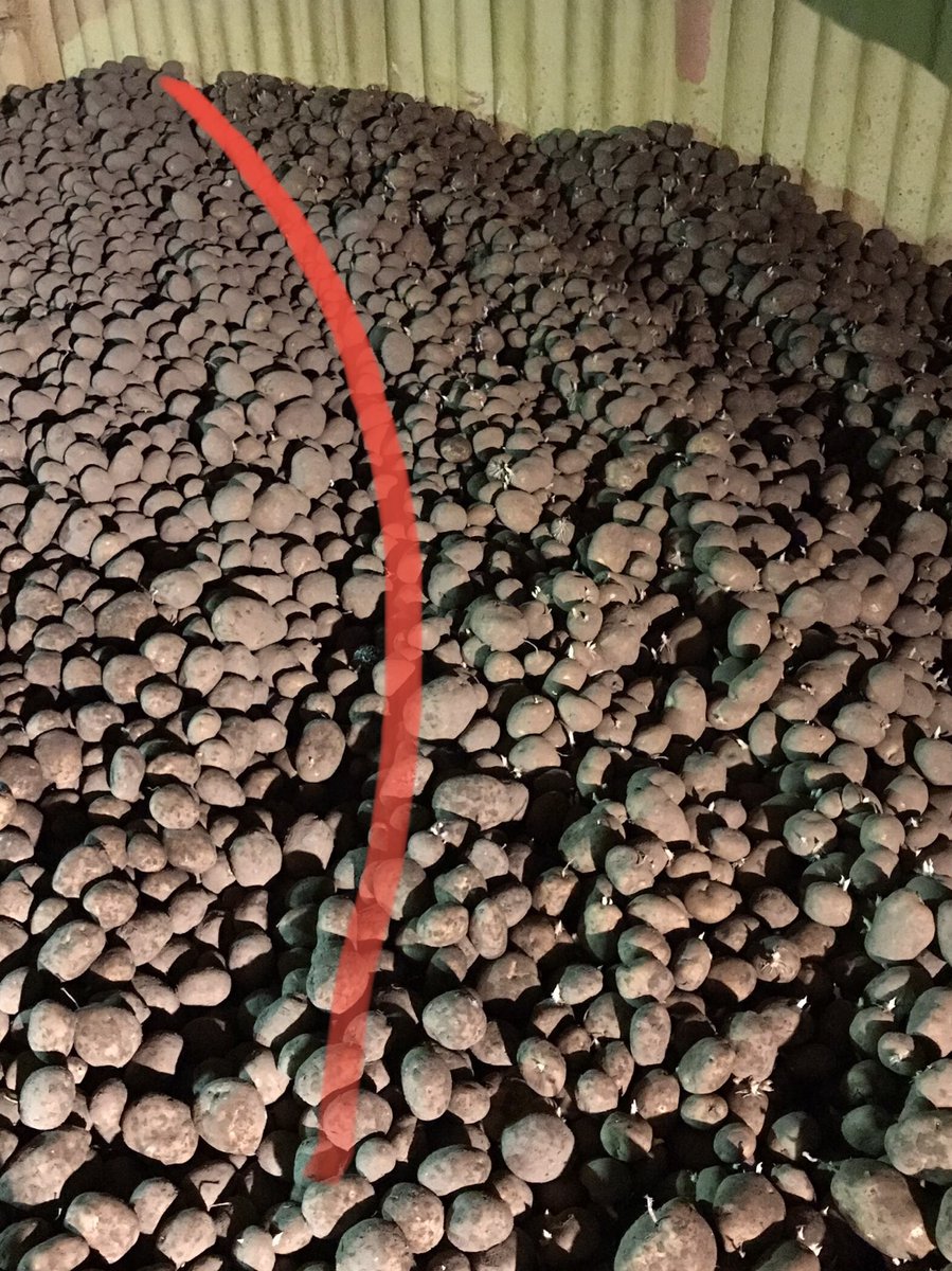 Henry Catling tweet media