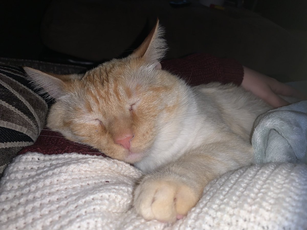 TheoTheGoodBoy's tweet photo. I love nap time with mom😽🥰 https://t.co/iFUJUNHiAa