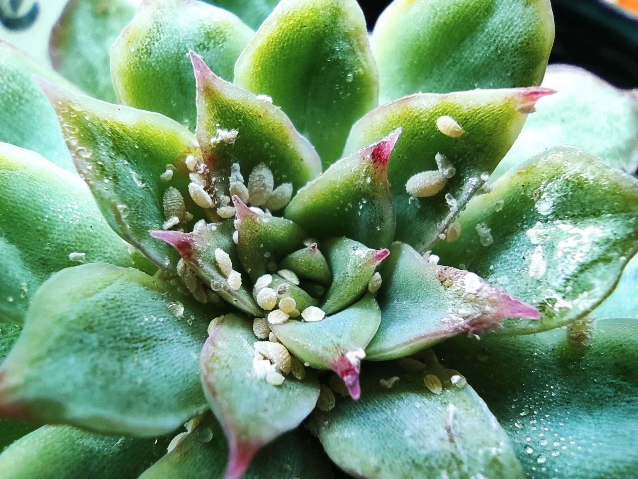 Twitter 上的 多肉base まさ 今日は空気は冷たいけど 日差しがあって気持ちいい日になりました 長く水やりしてなかった子に 水やりしてたら一鉢だけ恐ろしい事に オルトラン漬けするか 焼却か とりあえずピンセットで剥がしてみる 多肉植物 園芸 Twitter 上的 多肉base まさ 今日は空気は冷たいけど 日差しがあって気持ちいい日になりました 長く水やりしてなかった子に 水やりしてたら一鉢だけ恐ろしい事に オルトラン漬けするか 焼却か とりあえずピンセットで剥がしてみる 多肉植物 園芸