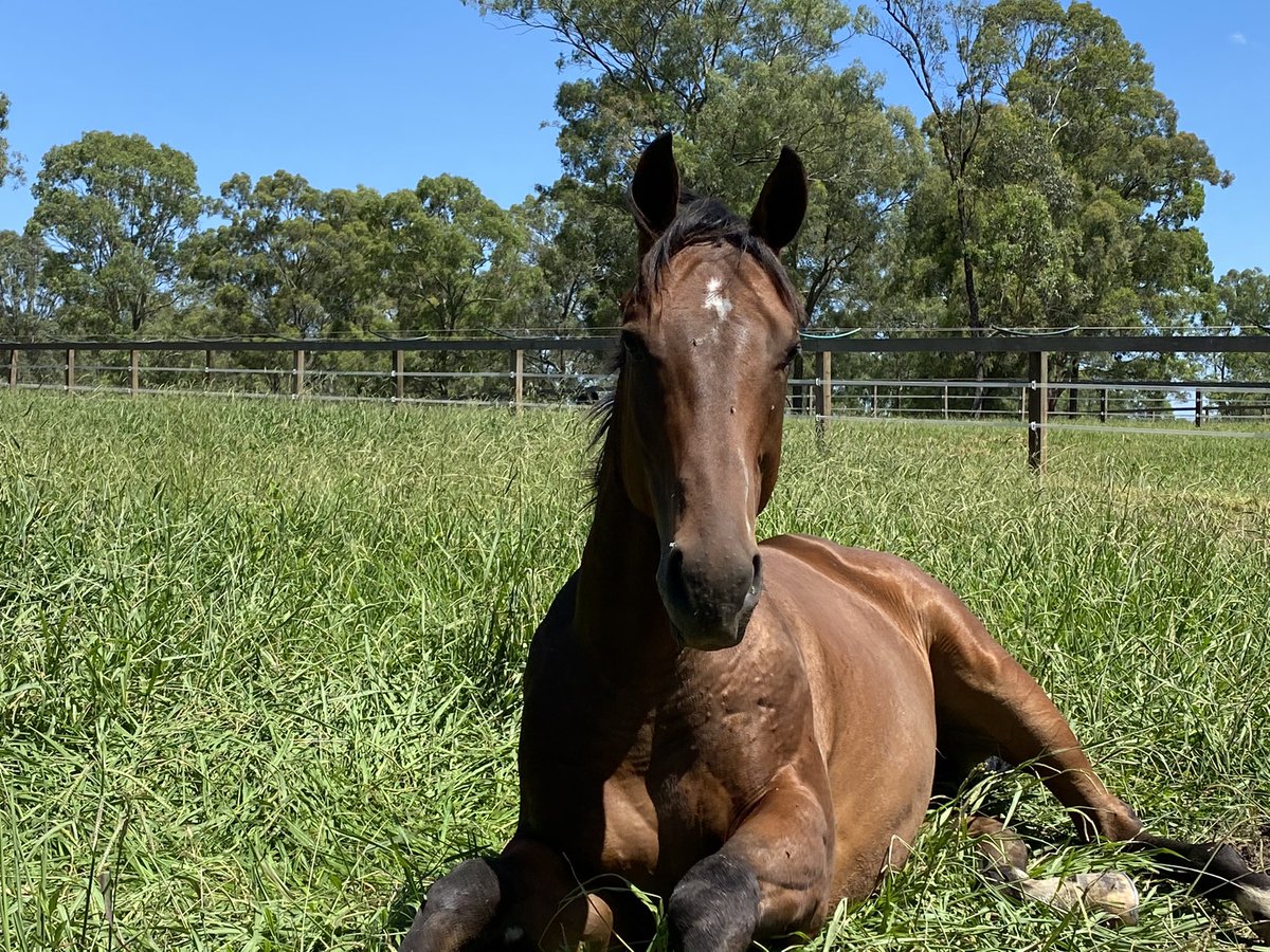 LodgeHannover's tweet photo. @MagicMillions yearlings having a well deserved rest @LodgeHannover https://t.co/HTAJW9iR4g