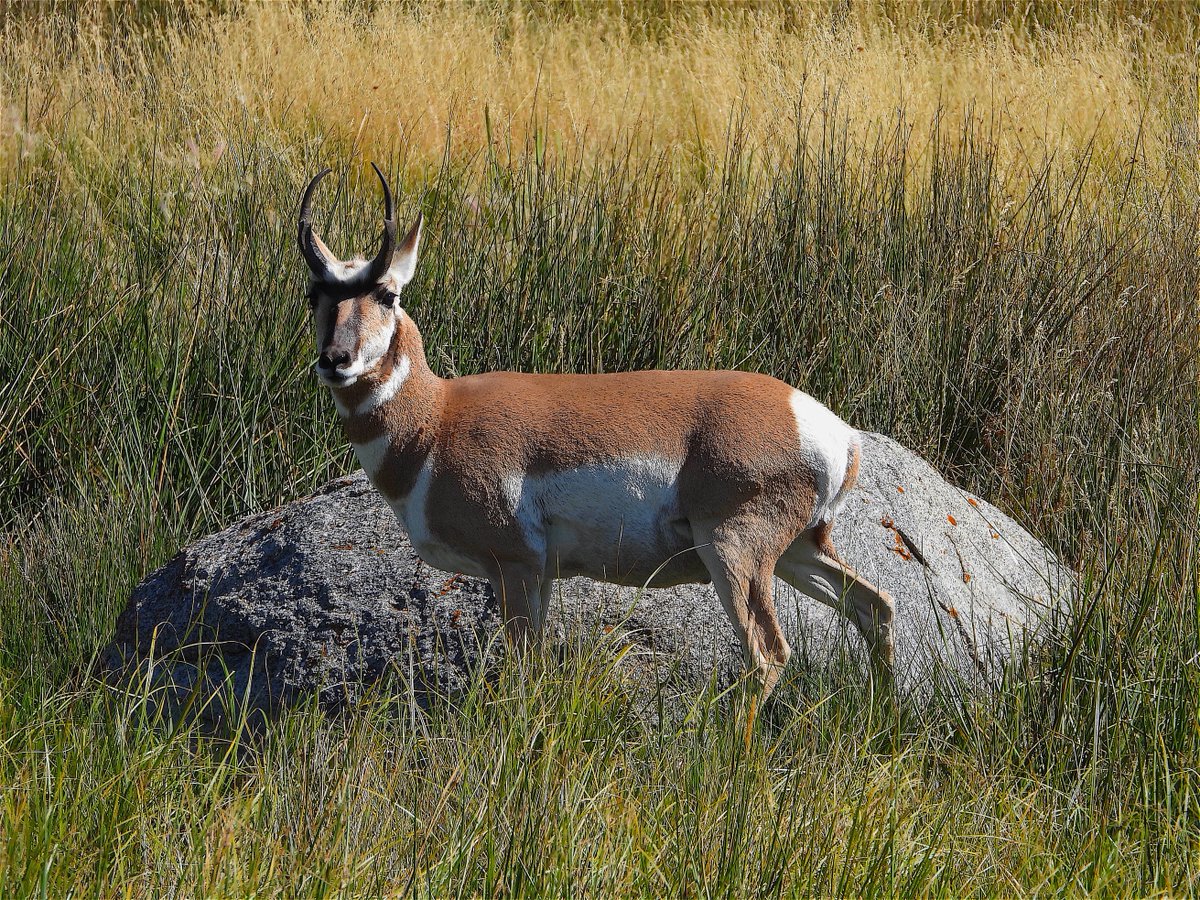 The obvious is that with no subsidies there's no incentive to plant marginal acres and the total acres planted is reduced. Minus the numbers crunching we estimate eliminating subsidies would reduce output by about $30%. Add 21 million acres for wildlife.