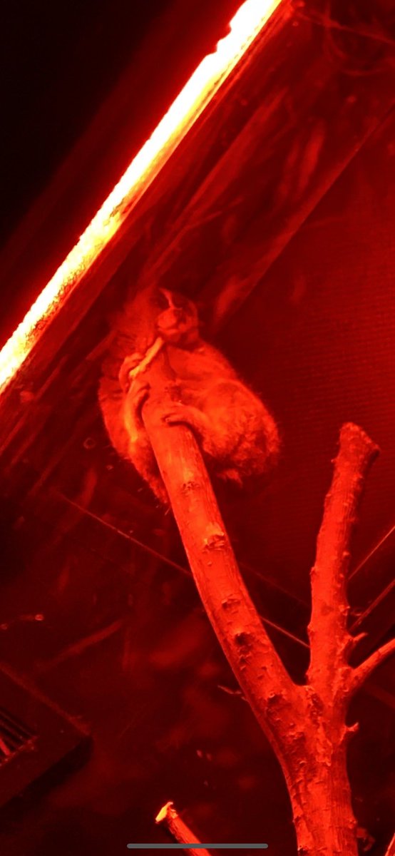 king julian i love you