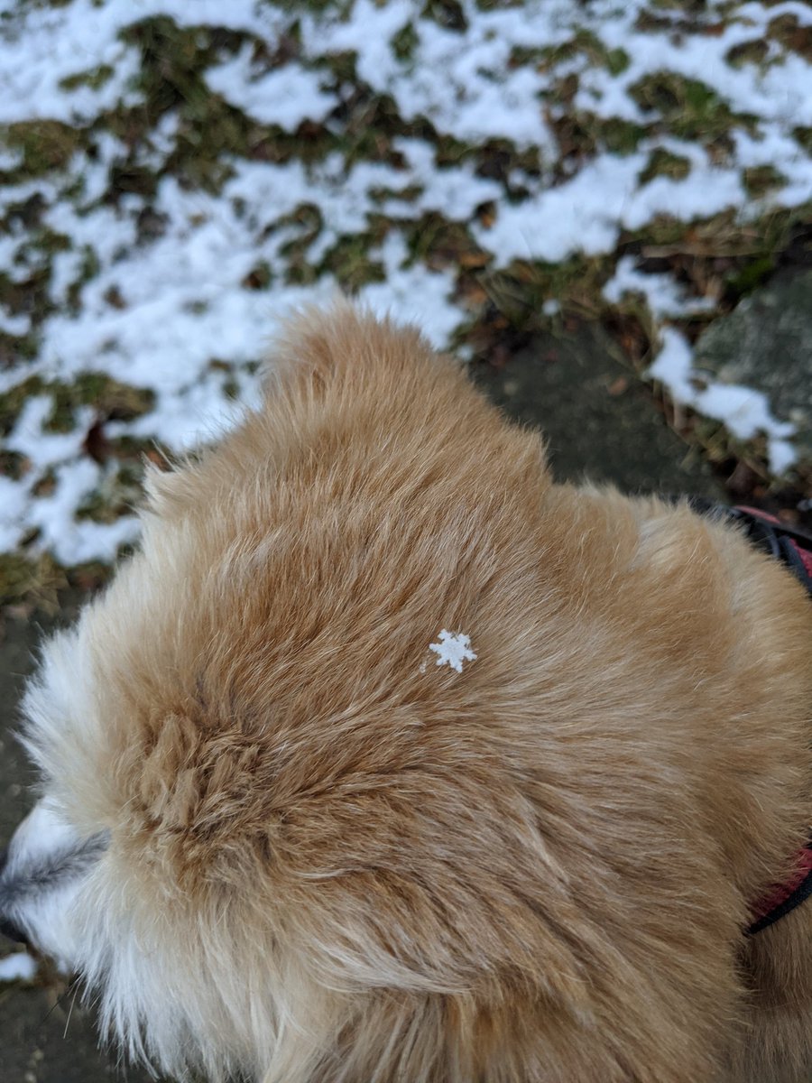 BusteReka's tweet photo. Here comes Suzy Snowflake look at her tumbling dooooown! Frosty paws indeed!! ❄️🐾 https://t.co/4KVwJRlXwZ