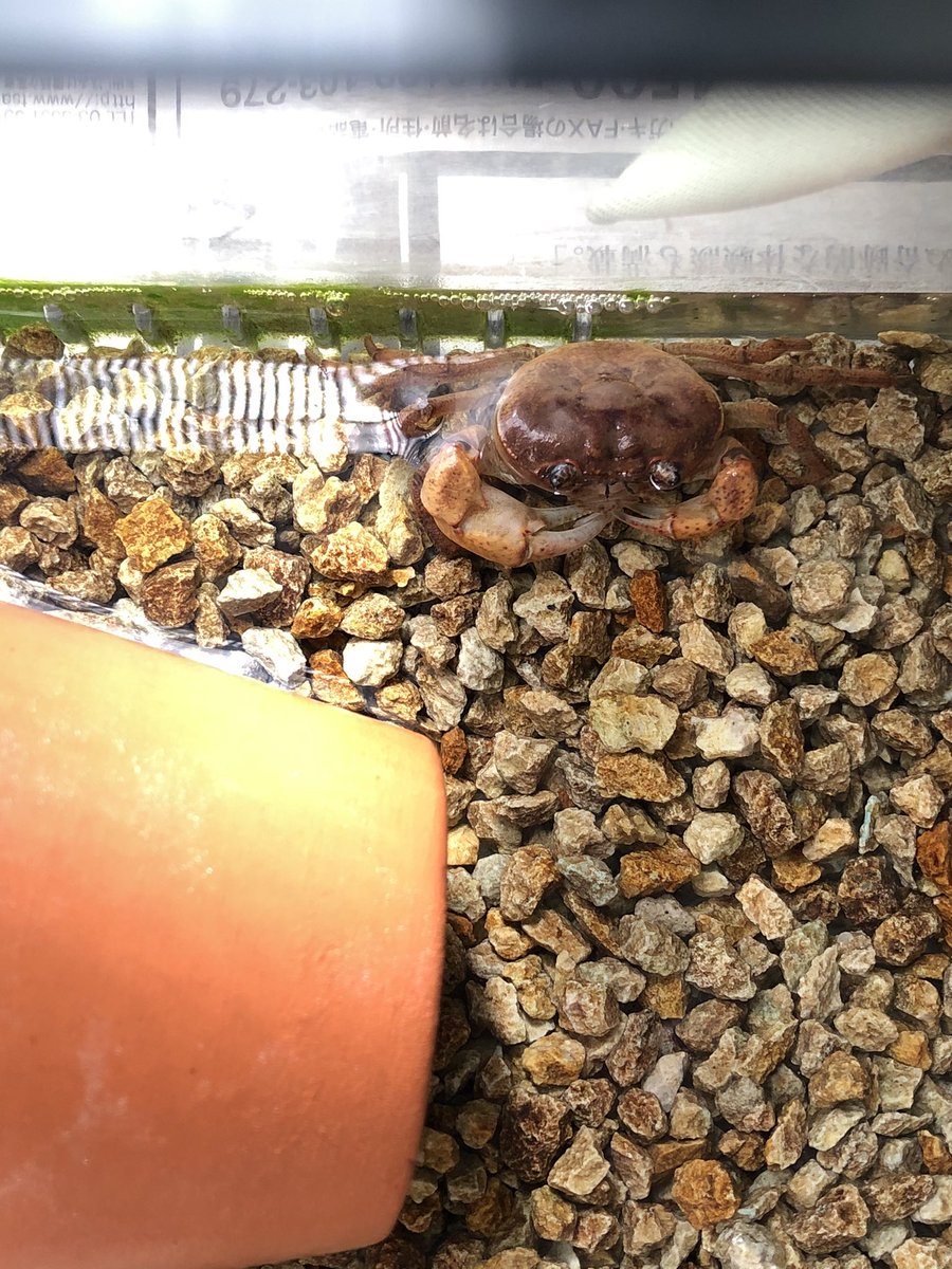 Chikasummer うちの サワガニ くん 毎日寒いけれど 元気です 干しエビ食べ中 冬眠 のさせ方が分からず 夏よりだいぶ水を少なめにしています 寒さ対策で 水槽の下に新聞紙敷きました 少し違うかな Chikasummer うちの サワガニ くん 毎日寒いけれど 元気です 干しエビ食べ中 冬眠 のさせ方が分からず 夏よりだいぶ水を少なめにしています 寒さ対策で 水槽の下に新聞紙敷きました 少し違うかな