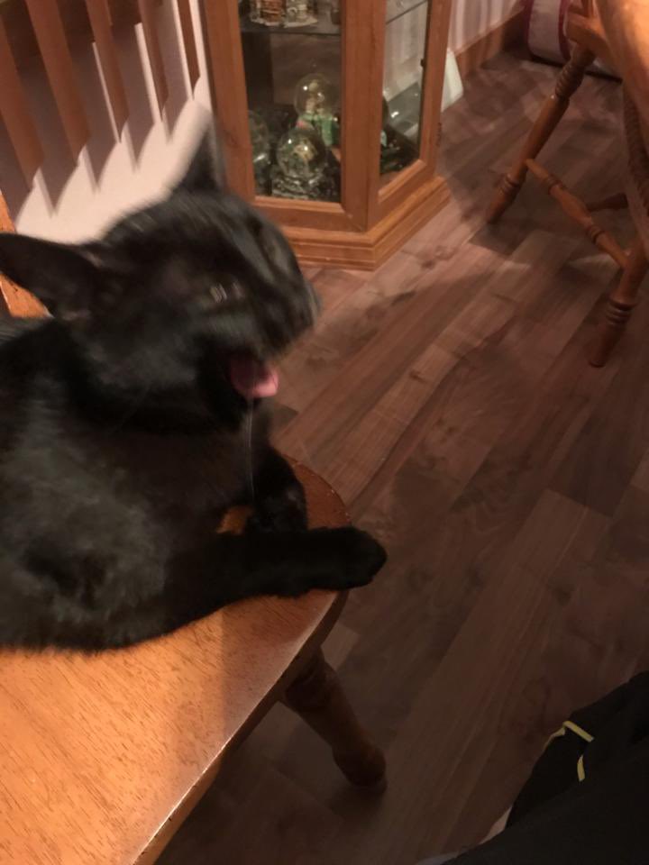 This is Alice. I adopted her when she was 1.5 years old after a bad breakup. She likes being carried around, open windows, and hanging out between the shower curtain and the liner. Very naughty. Incredibly sweet. Sometimes sleeps on my face.