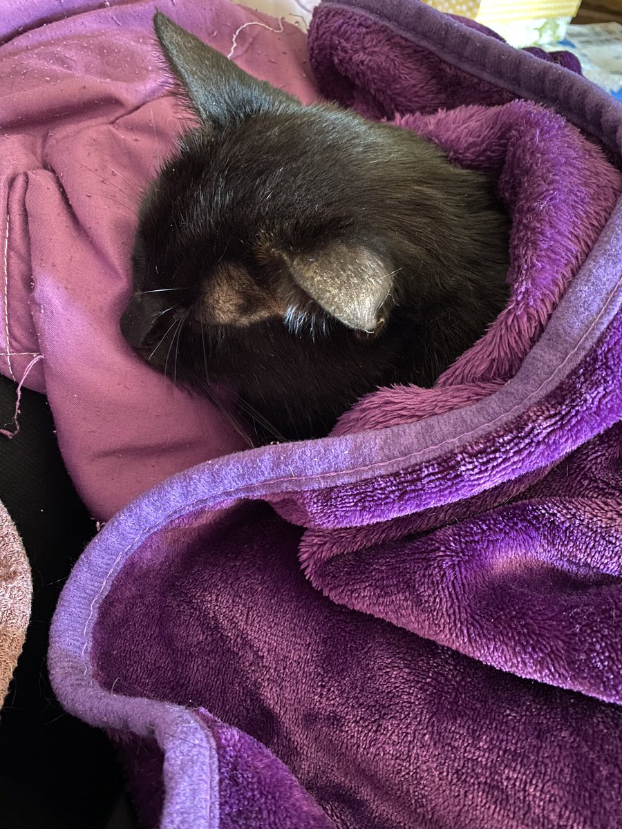 This is Gizmo. I adopted him in 2016 when he was 1.5 years old as well. At first he was terrified of me & still gets terrified of strangers. He likes cuddling under blankets, playing fetch, and sleeps on my head every night. Oh and he has a bed next to my work desk.