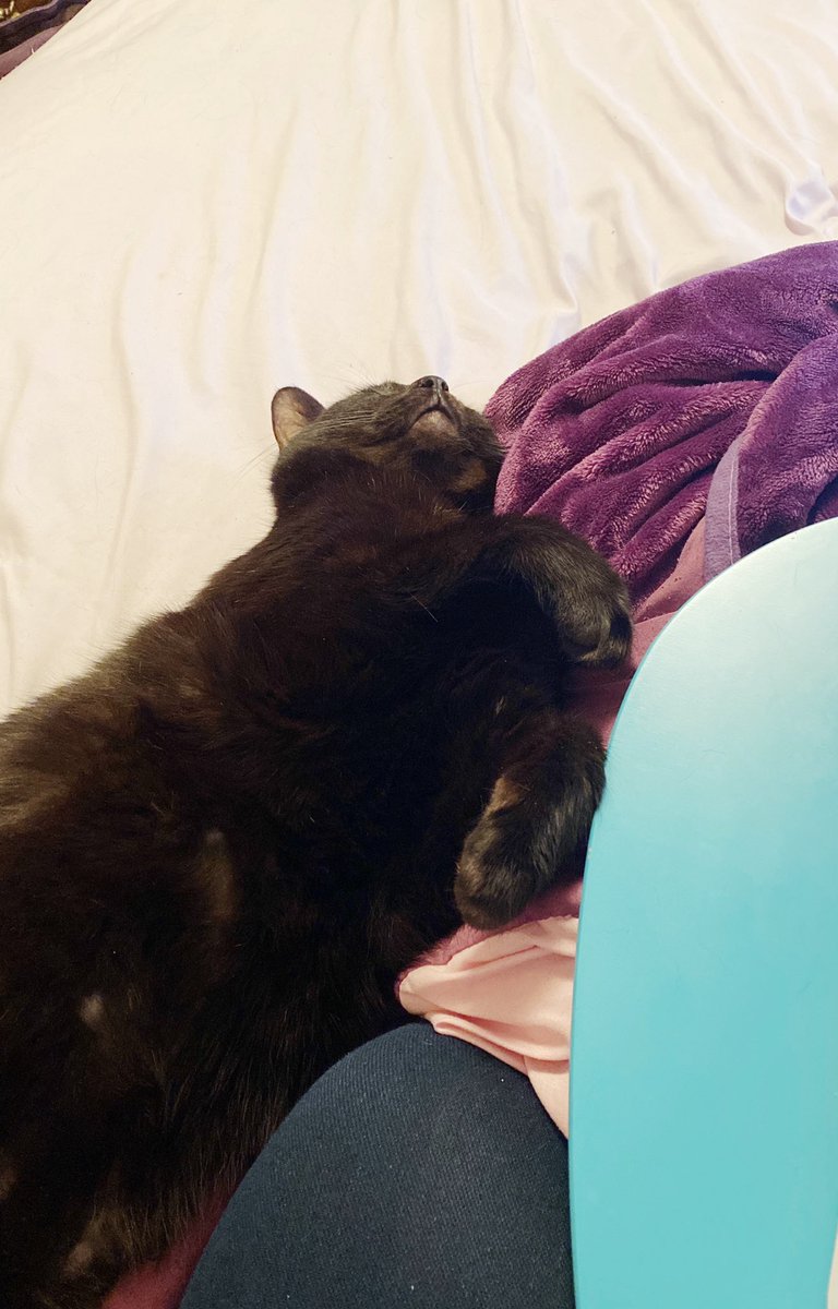 This is Gizmo. I adopted him in 2016 when he was 1.5 years old as well. At first he was terrified of me & still gets terrified of strangers. He likes cuddling under blankets, playing fetch, and sleeps on my head every night. Oh and he has a bed next to my work desk.