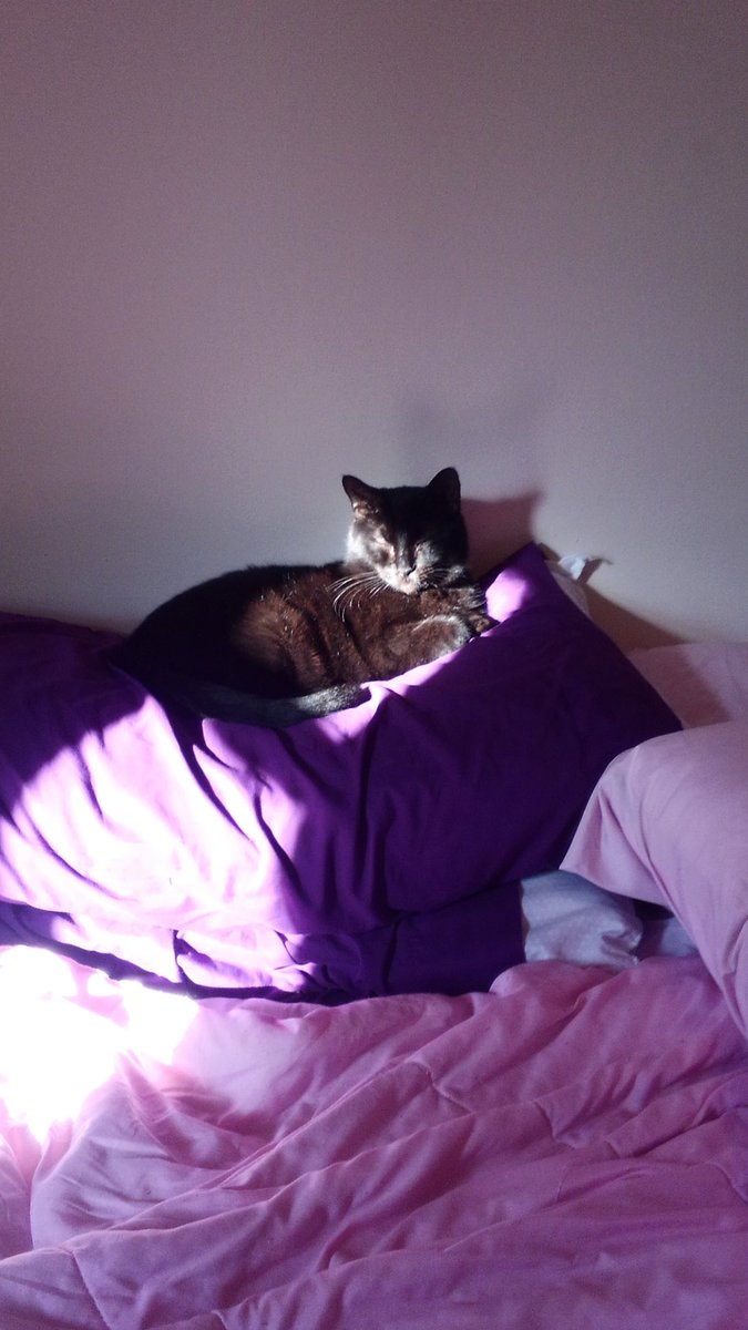 This is Gizmo. I adopted him in 2016 when he was 1.5 years old as well. At first he was terrified of me & still gets terrified of strangers. He likes cuddling under blankets, playing fetch, and sleeps on my head every night. Oh and he has a bed next to my work desk.