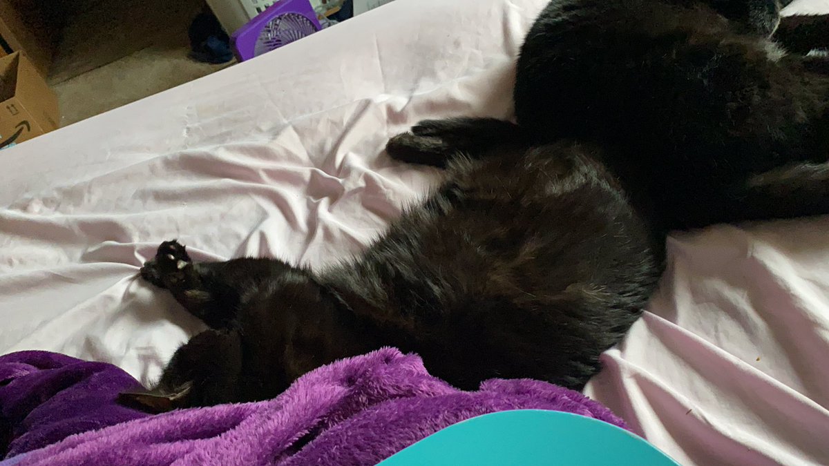 Here’s them together. They often get jealous if the other is getting attention and they aren’t. On my days off Gizmo tends to sleep on my head and Alice curls up on my chest if I take a nap. They are both very playful and love a good head scratch. They are my world. 